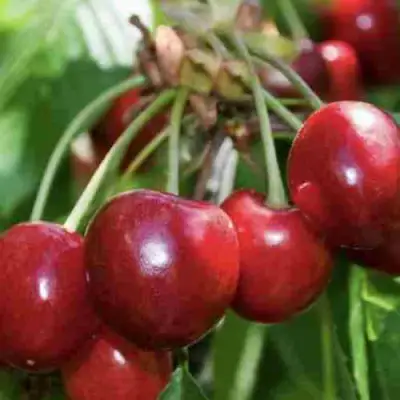 Дюк ИГРУШКА в Волковыске