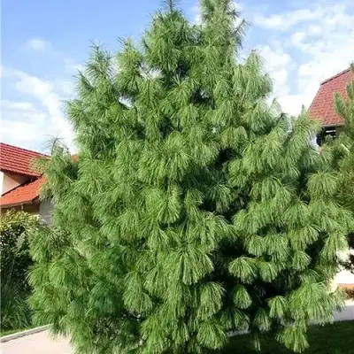 Сосна гриффита в Волковыске