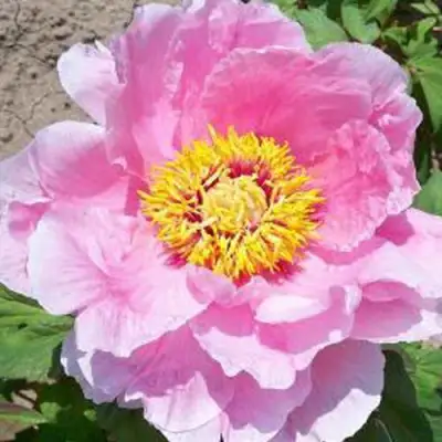 Пион МАРАМАЦУ-ЗАКУРА древовидный в Волковыске