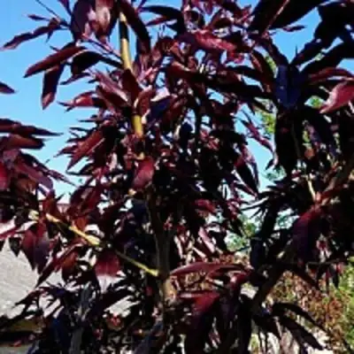 Персик БУРГУНДИ краснолистный в Волковыске