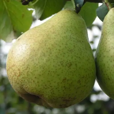 Груша ПЛАТОНОВСКАЯ в Волковыске