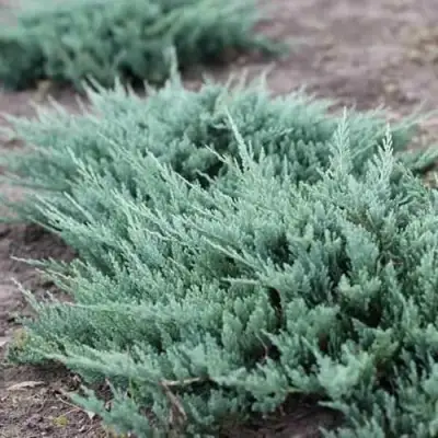 Можжевельник БЛЮ ЧИП горизонтальный  в Волковыске