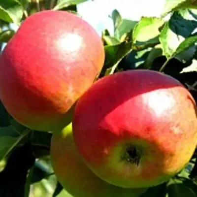 Яблоня СОКОЛОВСКОЕ стелющаяся в Волковыске