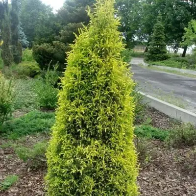Можжевельник ГОЛД КОН обыкновенный в Волковыске