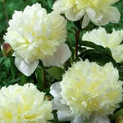 Пион ЛАУРА ДЕСЕРТ травянистый в Волковыске