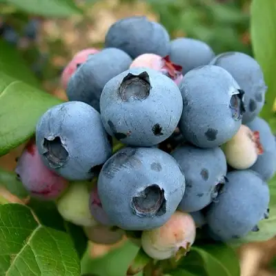 Голубика КОЛЛИНЗ в Волковыске