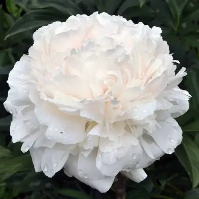 Пион БРАЗЕР ЧАК травянистый в Волковыске