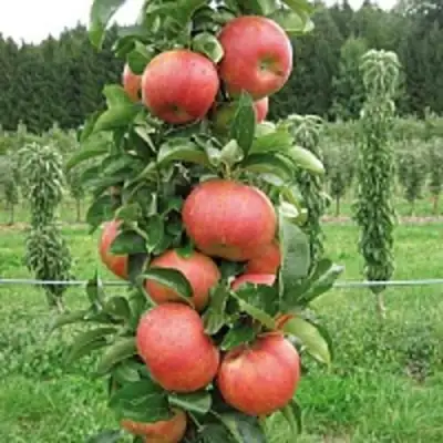 Яблоня ЯНТАРНОЕ ОЖЕРЕЛЬЕ колонновидная в Волковыске