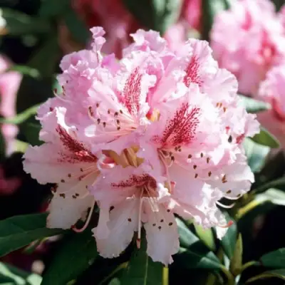 Рододендрон ЧИР в Волковыске