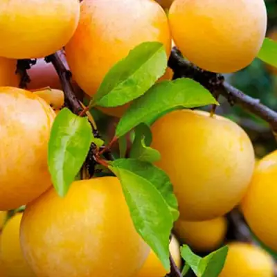 Слива МЕДОВАЯ ЖЁЛТАЯ в Волковыске