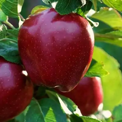 Яблоня РЕД ЧИФ в Волковыске