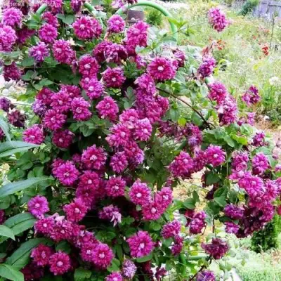 Клематис ПУРПУРЕА ПЛЕНА ЭЛЕГАНС в Волковыске