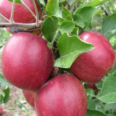 Яблоня МОСКОВСКОЕ ОЖЕРЕЛЬЕ колонновидная в Волковыске