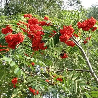 Рябина САХАРНАЯ ПЕТРОВА сладкоплодная в Волковыске