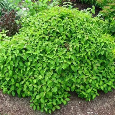 Дерен КЕЛСЕИ шелковистый  в Волковыске