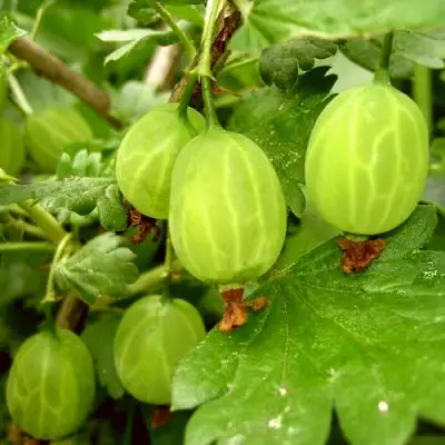 Крыжовник МАЛАХИТ в Волковыске