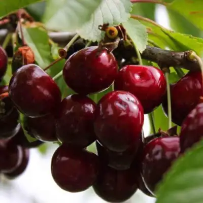 Вишня НОВОДВОРСКАЯ в Волковыске