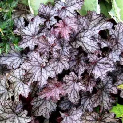 Гейхера ШУГА ФРОСТИНГ в Волковыске