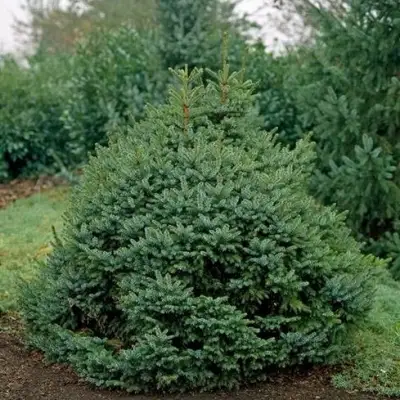 Ель НАНА сербская в Волковыске