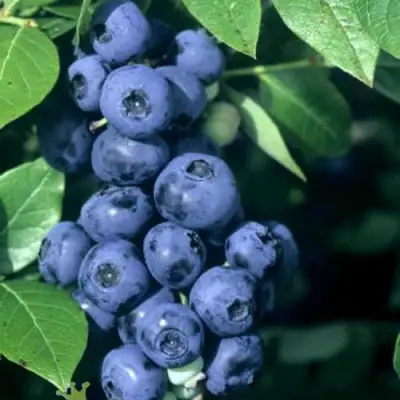 Голубика НОРТ КАНТРИ в Волковыске