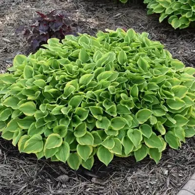 Хоста ГОЛДЕН ТИАРА в Волковыске