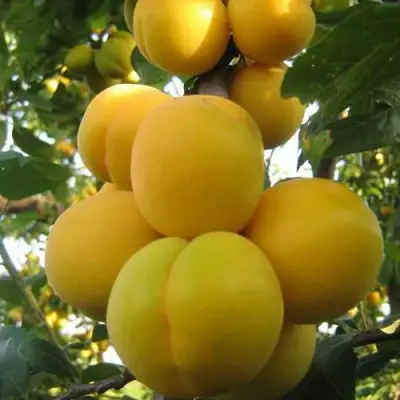 Слива ЛОДВА в Волковыске