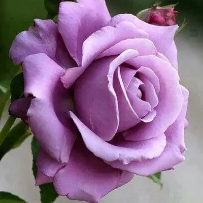 Роза МАЙЗЕР чайно-гибридная в Волковыске