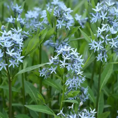 Амсония иволистная в Волковыске