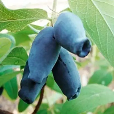 Жимолость съедобная АМФОРА в Волковыске