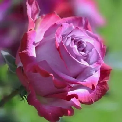 Роза ДИП ВОТЕР чайно-гибридная в Волковыске