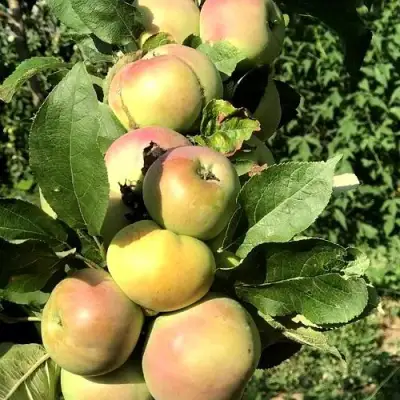 Яблоня ПРИОКСКОЕ колонновидная в Волковыске