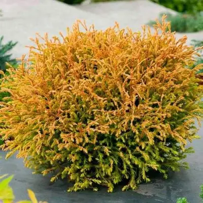 Туя ГОЛДЕН ТАФФЕТ западная в Волковыске