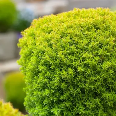 Туя АННИЕК западная в Волковыске