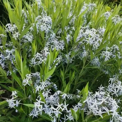 Амсония иволистная в Волковыске