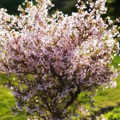 Сакура КОЙО НО МАЙ в Волковыске