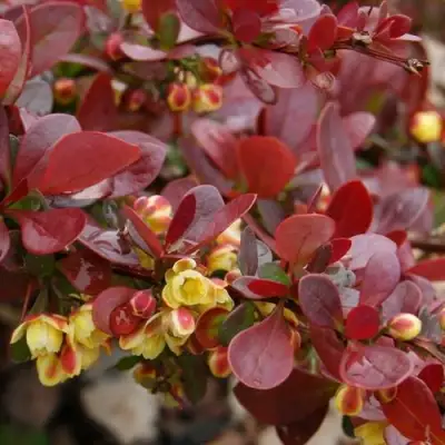 Барбарис КАРМЕН тунберга в Волковыске