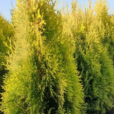 Туя ГОЛДЕН СМАРАГД западная в Волковыске