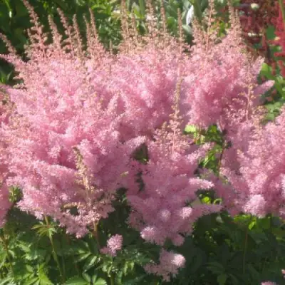 Астильба ЭДЕНС ОДИССЕЙ Арендса в Волковыске