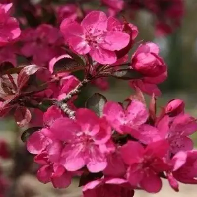 Яблоня РЕД КЕТТИ в Волковыске