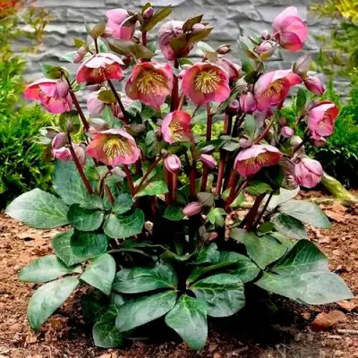 Морозник ВОСТОЧНЫЙ в Волковыске