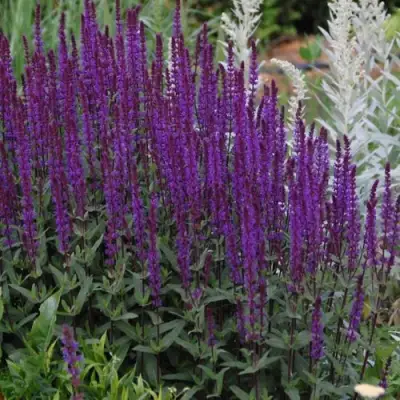 Шалфей КАРАДОНА в Волковыске