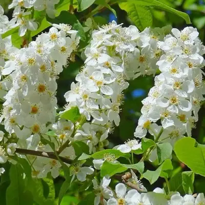 Черемуха ЧАЙКА в Волковыске