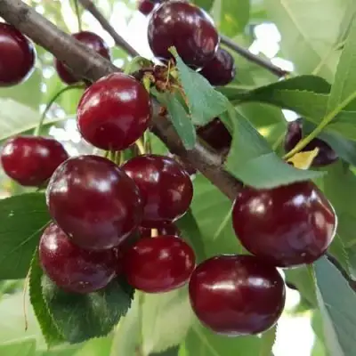 Дюк СЛАВЯНКА в Волковыске