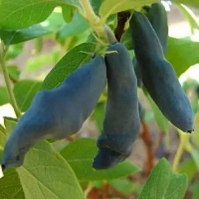 Жимолость съедобная НИМФА (ГАММА) в Волковыске