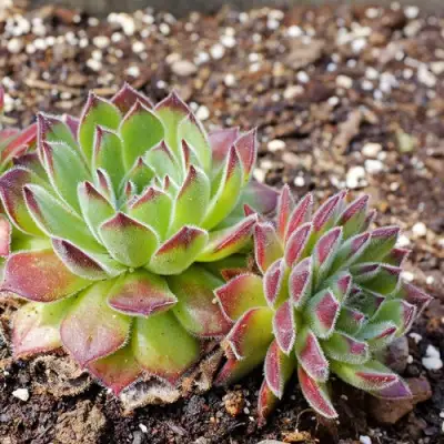 Молодило РУССКОЕ в Волковыске