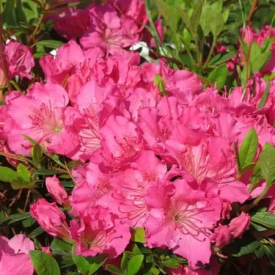 Азалия КИРСТИН японская в Волковыске