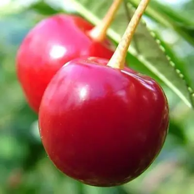 Вишня ЗАРАНКА в Волковыске