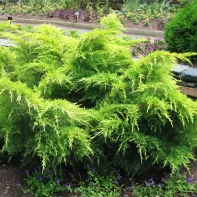 Можжевельник ГОЛД КОСТ средний в Волковыске