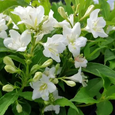 Вейгела БРИСТОЛЬСКАЯ СНЕЖИНКА в Волковыске