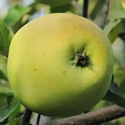 Яблоня РОССИЯНКА в Волковыске